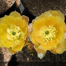 Figuier de Barbarie - OPUNTIA engelmannii Rastrera