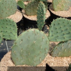 Figuier de Barbarie - OPUNTIA engelmannii Rastrera