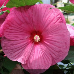 hibisus des marias - hibiscus moscheutos - jardinerie - pépiniere - chozeau