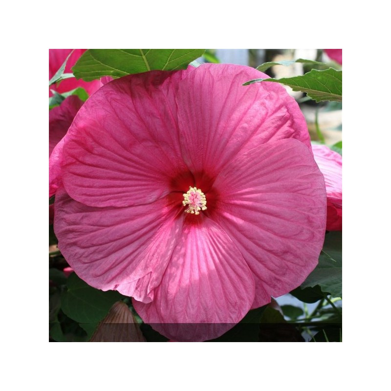 hibisus des marias - hibiscus moscheutos - jardinerie - pépiniere - chozeau