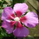 Hibiscus syriacus x paramutabilis WALHIROSMO - Althéa - Mauve en arbre - hibiscus variété - hibiscus de collection