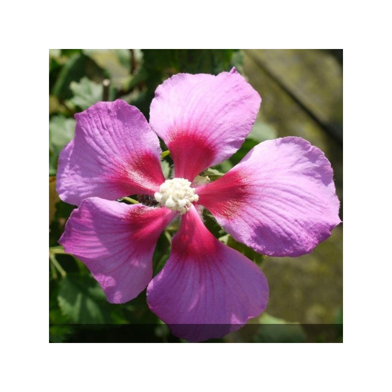 Hibiscus syriacus x paramutabilis WALHIROSMO - Althéa - Mauve en arbre - hibiscus variété - hibiscus de collection