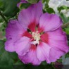 Althéa Rose Moon - HIBISCUS x Rose Moon