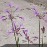 Amaryllidaceae - Tulbaghie - Ail d’Afrique du Sud - jardinerie - pépinière - chozeau - isère
