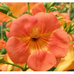 Bignone de chine - Bignone à grande fleurs - Campsis chinensis - Bignonia grandiflora