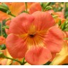 Bignone de chine - Bignone à grande fleurs - Campsis chinensis - Bignonia grandiflora