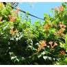 Bignone de chine - Bignone à grande fleurs - Campsis chinensis - Bignonia grandiflora