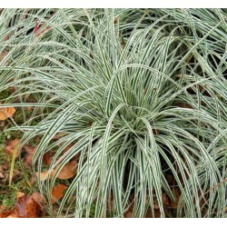 carex - carex oshimensis everest - graminée - laiche de nouvelle-zelande - jardin - pepiniere - jardinerie