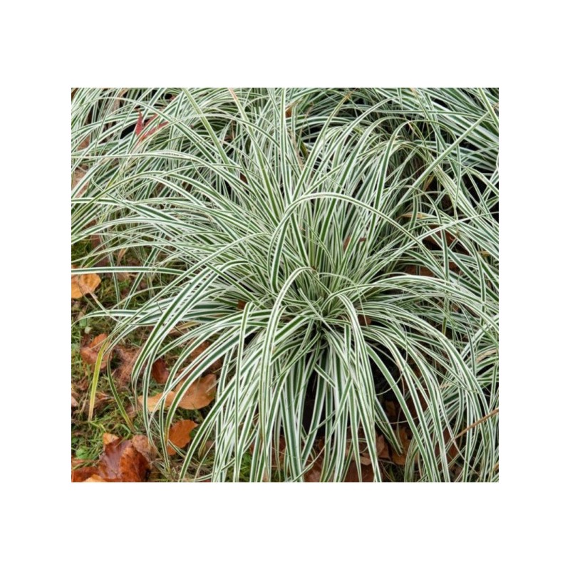 carex - carex oshimensis everest - graminée - laiche de nouvelle-zelande - jardin - pepiniere - jardinerie