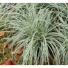 carex - carex oshimensis everest - graminée - laiche de nouvelle-zelande - jardin - pepiniere - jardinerie