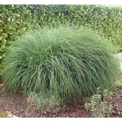 miscanthus - graminée - jardinerie - jardin - pépinière - chozeau - isère 