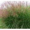 MISCANTHUS sinensis Gracillimus