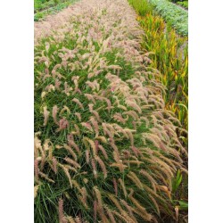 pennisetum karley rose - herbe aux écouvillons - jardin - jardinerie - pépinière - chozeau - isère - terre de jardin 