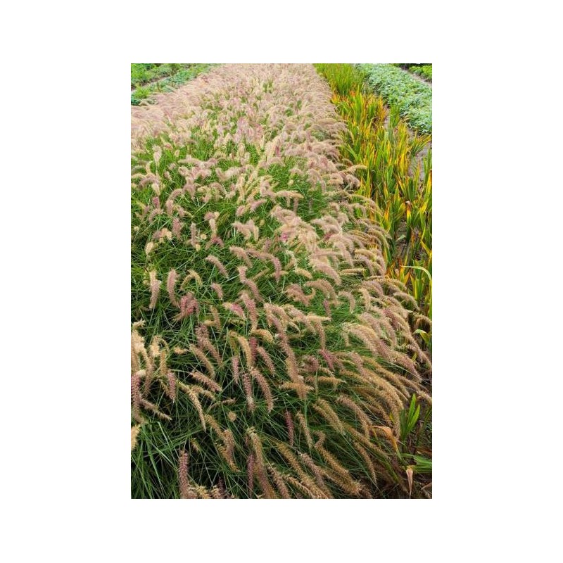 pennisetum karley rose - herbe aux écouvillons - jardin - jardinerie - pépinière - chozeau - isère - terre de jardin 