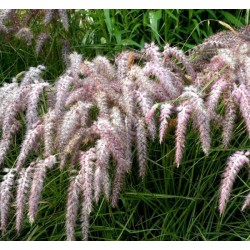 Herbe aux écouvillons - PENNISETUM orientale Karley rose