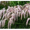 Herbe aux écouvillons - PENNISETUM orientale Karley rose