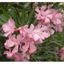 laurier rose hiver - laurier rose entretien - laurier rose sur tige - laurier rose taille - nerium oleander