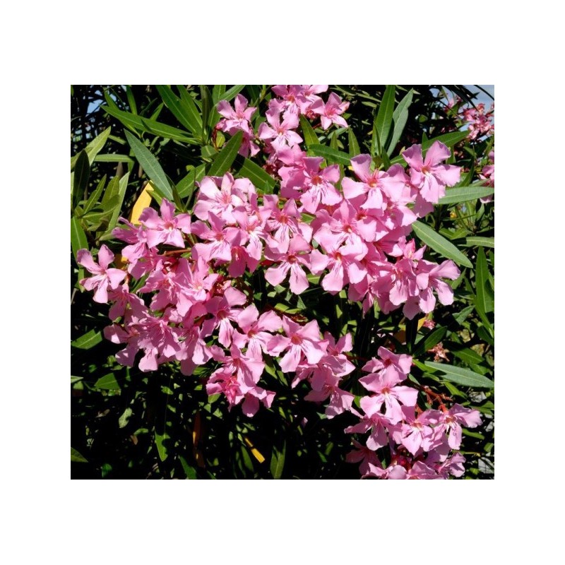 Laurier-rose à fleurs rouges - Nerium oleander