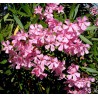 Laurier rose à fleurs roses - NERIUM oleander rose