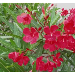 laurier rose hiver - laurier rose entretien - laurier rose sur tige - laurier rose taille - nerium oleander