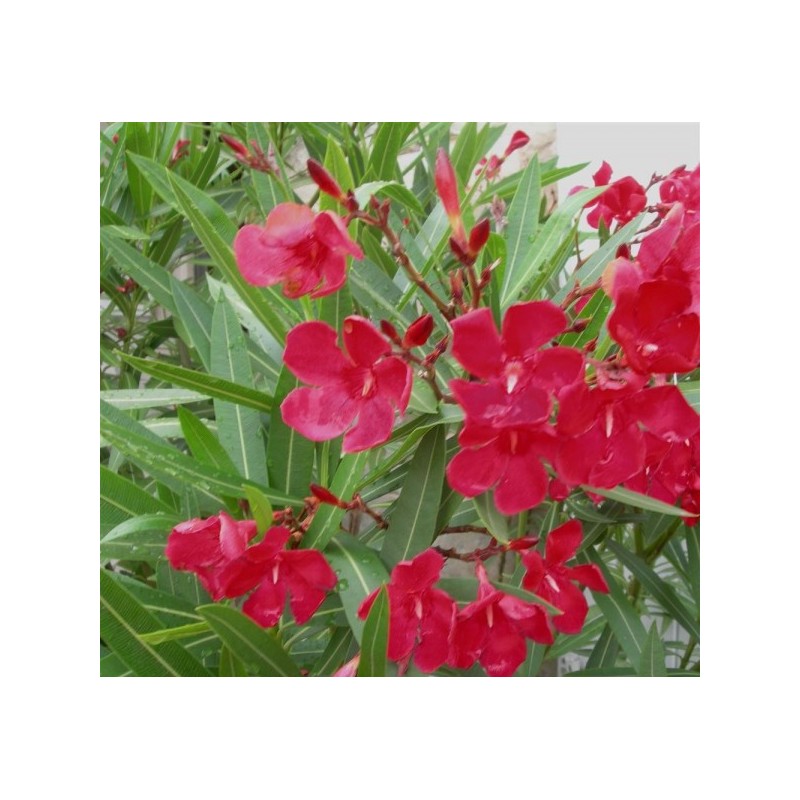 laurier rose hiver - laurier rose entretien - laurier rose sur tige - laurier rose taille - nerium oleander