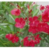 laurier rose hiver - laurier rose entretien - laurier rose sur tige - laurier rose taille - nerium oleander