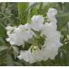 laurier rose hiver - laurier rose entretien - laurier rose sur tige - laurier rose taille - nerium oleander 