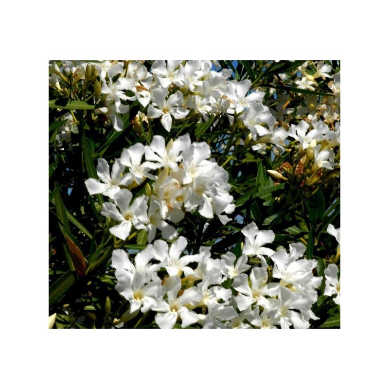 Laurier rose à fleurs blanches - NERIUM oleander blanc
