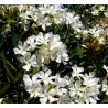Laurier rose à fleurs blanches - NERIUM oleander blanc