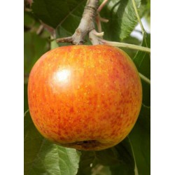 pommier arbre - jardinerie - chozeau - pépinière - jardin - malus domestica