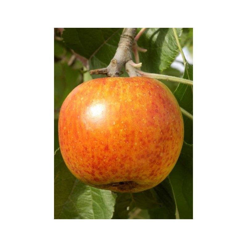 pommier arbre - jardinerie - chozeau - pépinière - jardin - malus domestica