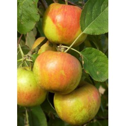 Pommier Belle de Boskoop  - MALUS domestica 'BELLE DE BOSKOOP'