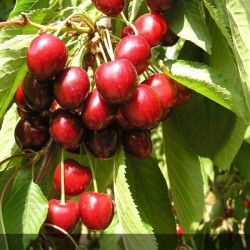 cerisier bigarreau - prunus avium - jardinerie - chozeau - pépinière - jardin - 