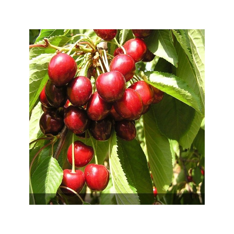 cerisier bigarreau - prunus avium - jardinerie - chozeau - pépinière - jardin - 