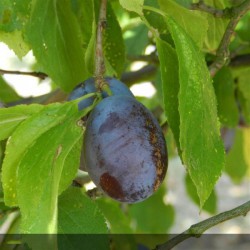 prunus domestica - Rosaceae - prunier quetsche d'alsaca - autofertile - prunier quetsche recolte - fruitiers