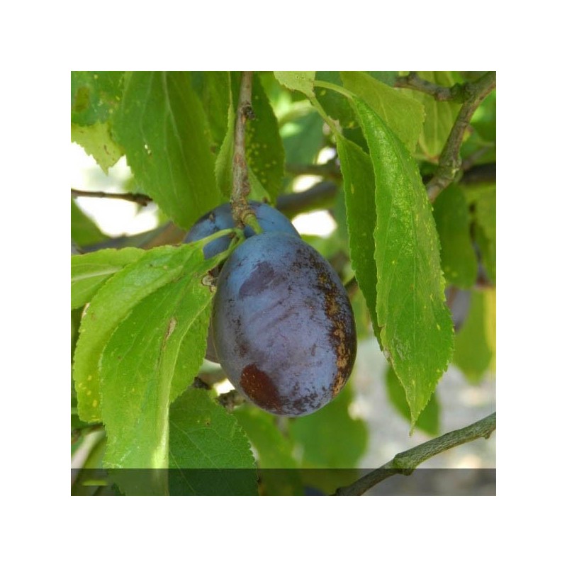 prunus domestica - Rosaceae - prunier quetsche d'alsaca - autofertile - prunier quetsche recolte - fruitiers