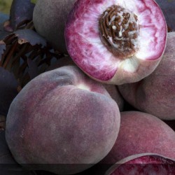 prunus persica - peche de vigne - peche sanguine - fruitiers - - arbre fruitiers - jardinerie - chozeau