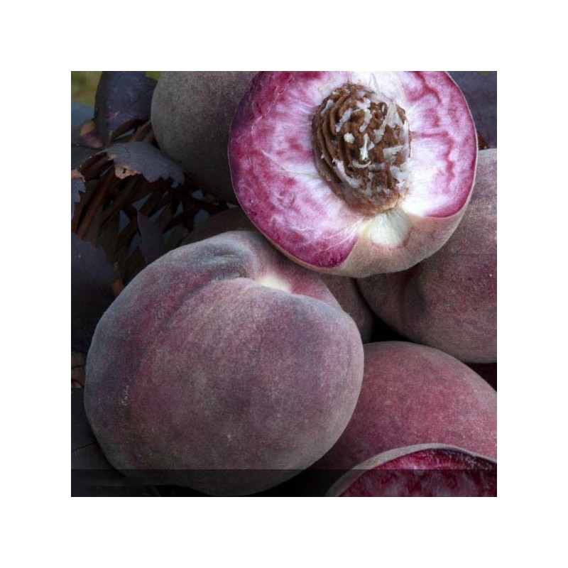 prunus persica - peche de vigne - peche sanguine - fruitiers - - arbre fruitiers - jardinerie - chozeau