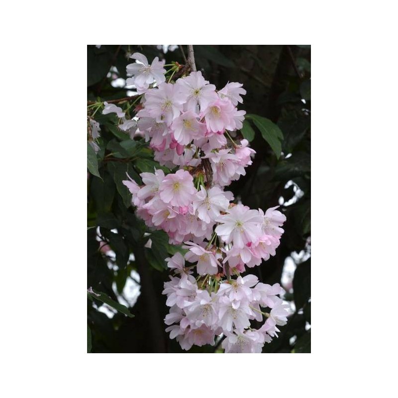 prunus accolade tige - cerisier du japon pleureur - cerisier à fleurs - cerisier japonais - arbre - prunier - terre de jardin 