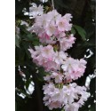 Cerisier à fleurs du Japon Accolade - PRUNUS 'ACCOLADE' 