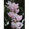 prunus accolade tige - cerisier du japon pleureur - cerisier à fleurs - cerisier japonais - arbre - prunier - terre de jardin 