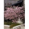 Cerisier à fleurs du Japon Accolade -  PRUNUS 'ACCOLADE' 
