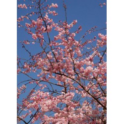 Cerisier à fleurs du Japon Accolade -  PRUNUS 'ACCOLADE' 