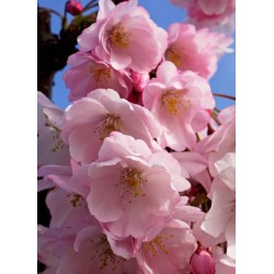 Cerisier à fleurs du Japon Accolade -  PRUNUS 'ACCOLADE' 