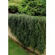 cotoneaster rampant - cotoneaster horizontalis - dammeri - couvre-sol - persistant - cotoneaster tapissant 