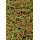 Cotoneaster rampant - COTONEASTER dammeri 