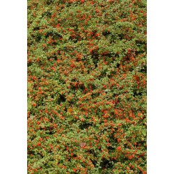 Cotoneaster rampant -...