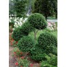 taxus baccata - if commun - jardinerie - pépinière - chozeau