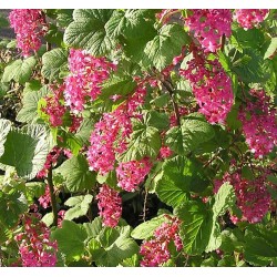 RIBES sanguineum King edward 7 - Cassissier à fleurs "King Edward VII"