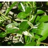LONICERA japonica Halliana - Chèvrefeuille du japon 'Halliana'